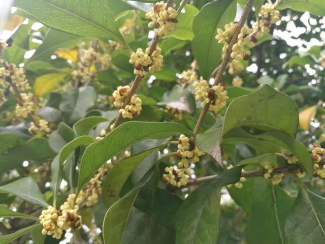 关于桂花的资料，桂花的资料（满园飘逸桂花香）