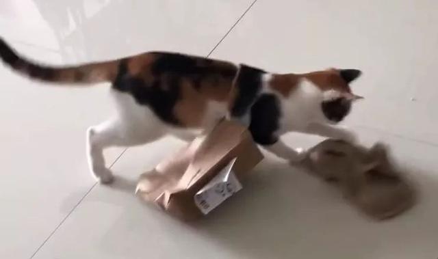 怎么解决猫咪挑食的问题，改善挑食，是一场人猫拉锯战