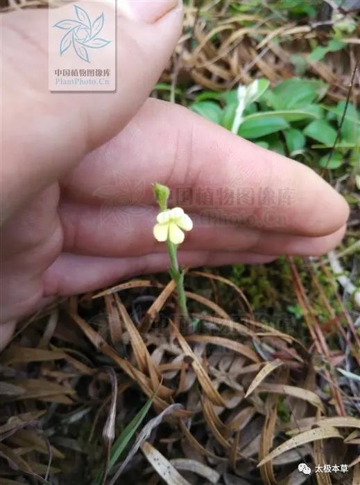 独脚柑,能健脾开胃,促消化(独脚柑图片 独脚柑的功效与作用)