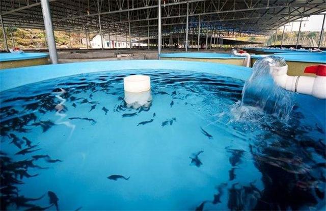 鲟龙鱼养殖条件，鲟鱼怎么养（鲟鱼养殖条件）