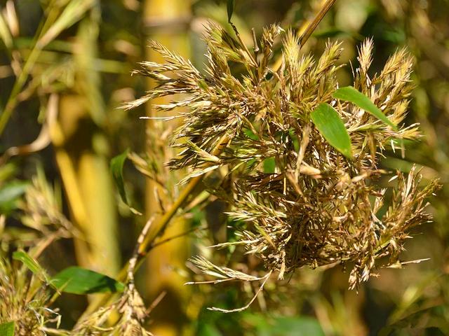 竹子开花吗，竹子一生只开一次花吗（竹子开花难道真是“大灾变”的前兆）