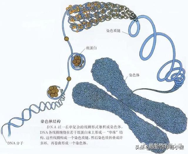 人体解剖学基础，人体解剖学基础知识学什么（基础知识之人体解剖学基础）