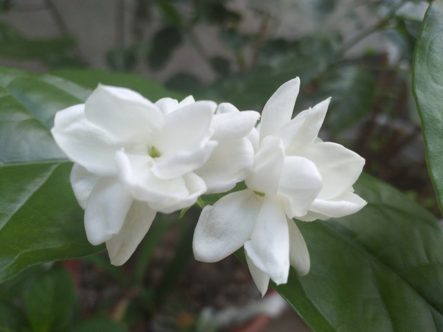 怎么辨认薄荷是不是可以食用，食用薄荷（1盆薄荷提神醒脑）