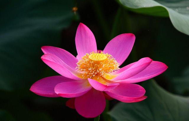 fps什么意思，fps是什么意思（2分钟告诉你什么是帧速率、码率和分辨率）