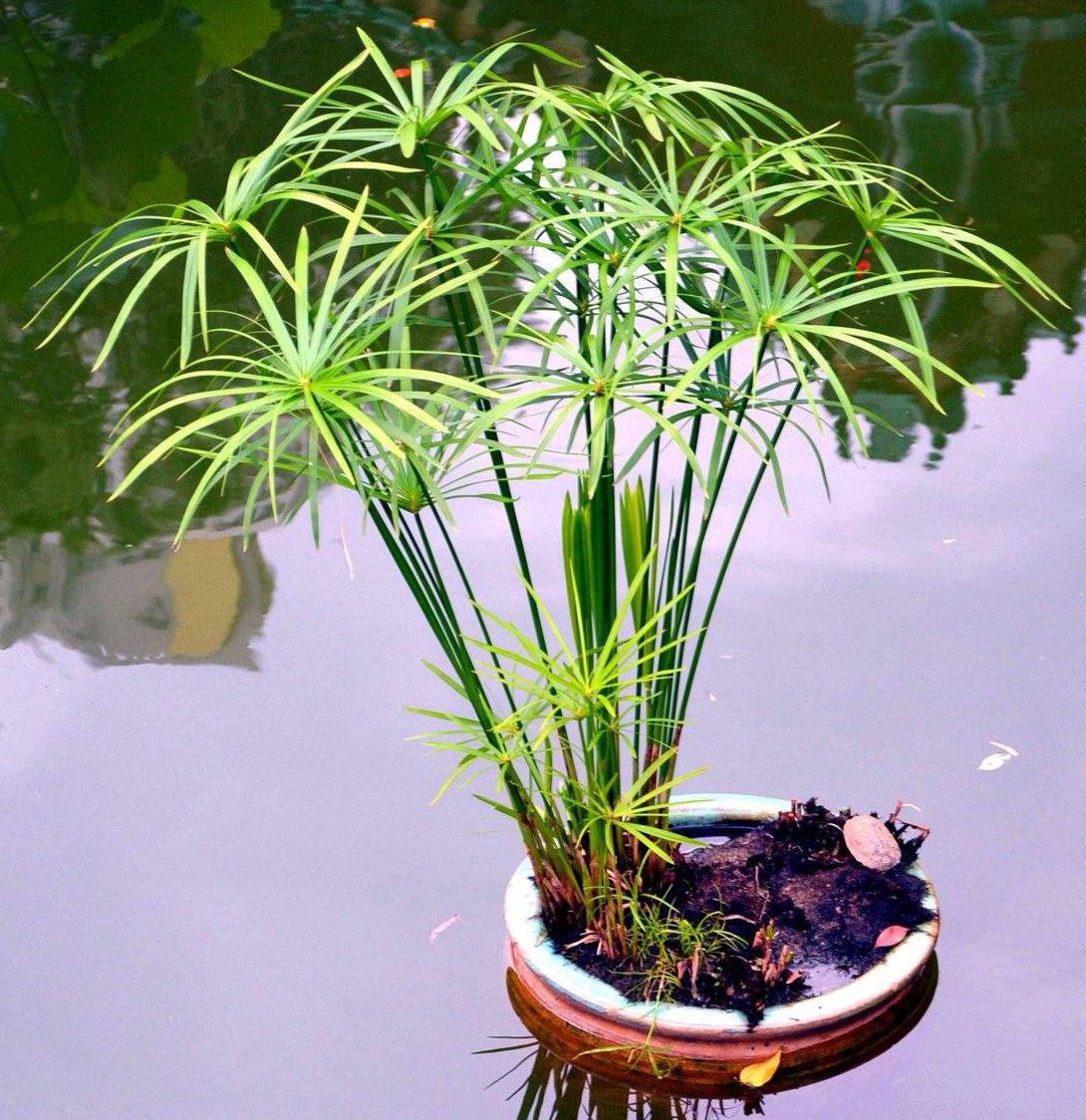 和风车草相似的有什么草(叶片似大伞,人称"风车草",岂不知价高作用大)