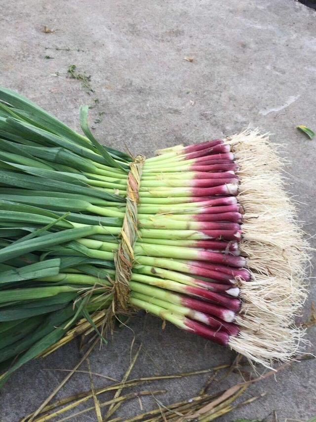 大蒜的功效与作用，大蒜的功效与作用大蒜怎么吃（大蒜的功效与作用壮阳）