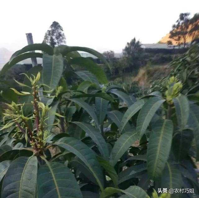 妃子笑是什么水果，妃子笑花期怎么管理