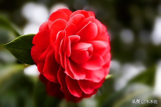 山茶花的花语和寓意，山茶花的寓意（茶花中的珍品——赤丹）