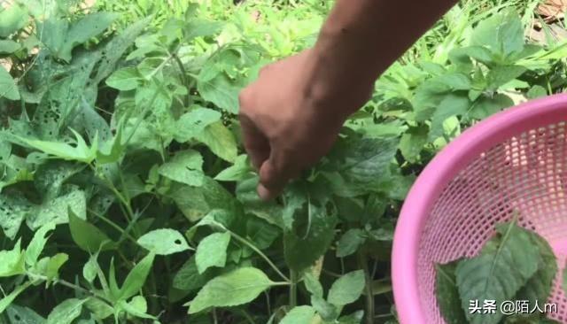 绍兴山上一种野草夏天用来泡茶喝，夏天采摘来泡水冰凉解暑又解渴