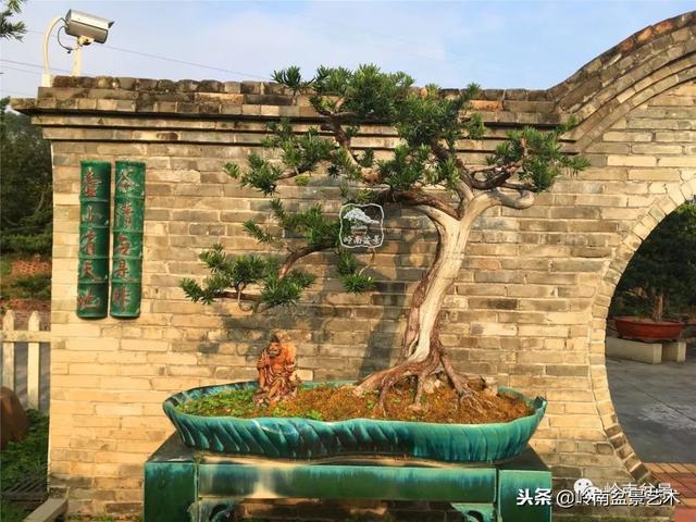 罗汉松盆景欣赏精品，海岛罗汉松——我的红颜知己