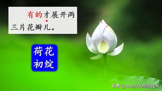 莲蓬的蓬是不是读轻声，莲蓬的蓬为什么读轻声（部编版语文三年级下册第3课《荷花》图文讲解）