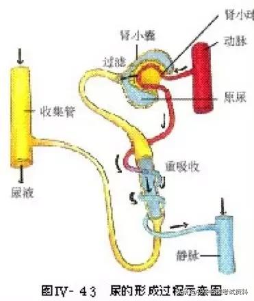 血型配对表图口诀，血型遗传规律表顺口溜（冲刺2020年中考-初中生物记忆口诀+知识点大全）