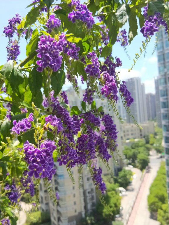 什么花在夏天开，夏天开的花（7种“洋气花”）