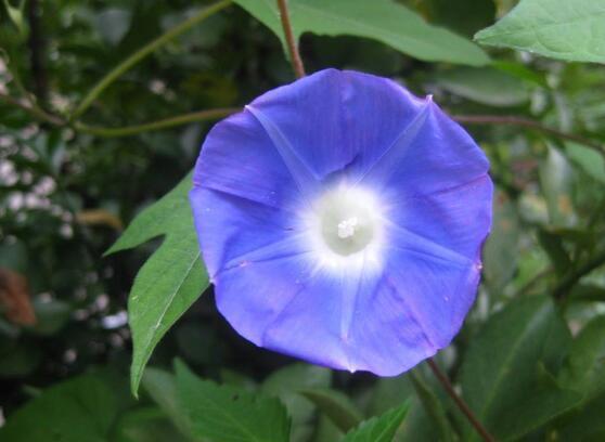 牵牛花有几种颜色，牵牛花是什么颜色的（盘点牵牛花最美的六大品种）