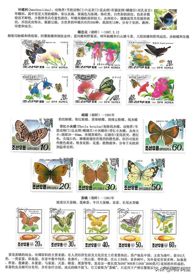 蝴蝶和蛾子的区别，蝴蝶和飞蛾有什么区别（鳞翅目昆虫-蝴蝶与蛾）