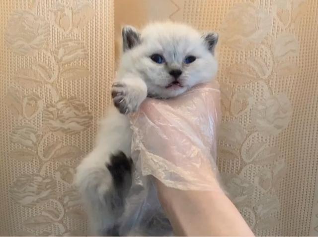 猫一窝能生几只，猫一年生几窝（猫咪生了5只小猫）