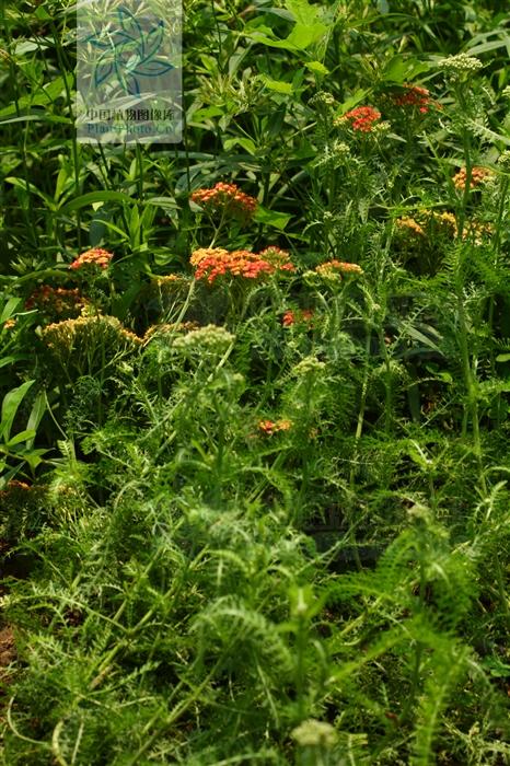 锯锯草功效与作用(蜈蚣蒿) - 行就行