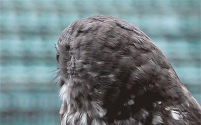 猫头鹰为什么不能转动眼睛，猫头鹰眼球转不动,只能转头（为何能违背常规“逆天”的旋转270度）