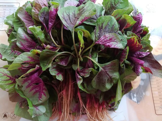 苋菜的做法，大厨教你正确做法（苋菜的吃法大全）