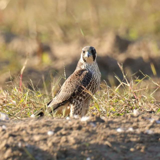 隼是什么鸟，生物演化史上的速度巅峰（隼是什么鸟吃什么食物）