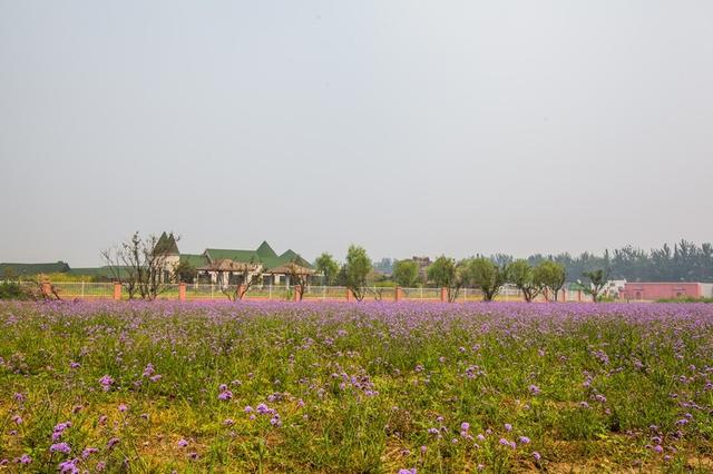 北京蓝调薰衣草庄园，北京薰衣草庄园（北京的蓝调薰衣草庄园就能狠狠浪漫一把）