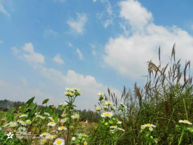 荻花的花语，荻花的花语是什么（草木人间*诗意荻花）