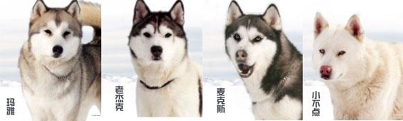 感动全球的几大狗狗电影，感动全球的九大狗狗电影