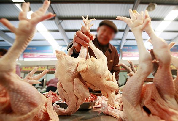 肉鸡常见的品种有哪些，常见的白羽鸡有这几种