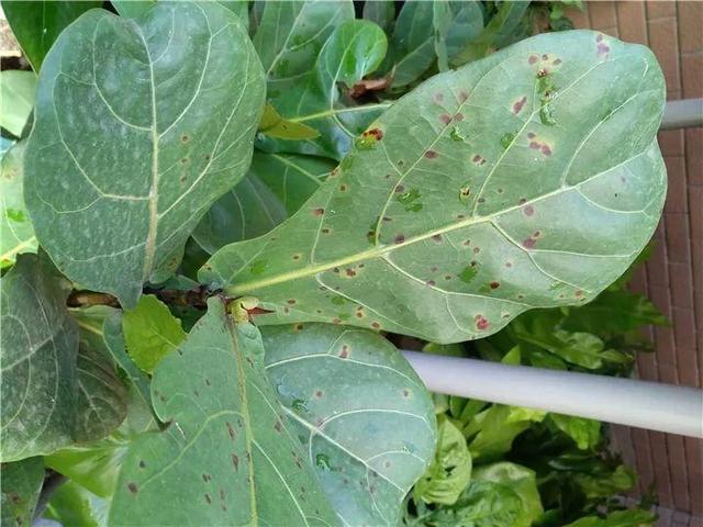 家里有鼻涕虫怎么消灭，鼻涕虫怎么彻底消灭（自制天然杀虫水）