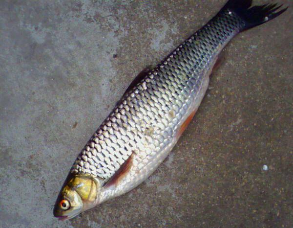 麥鯪魚多少錢一斤(麥鯪魚慘遭嫌棄) - 價格百科