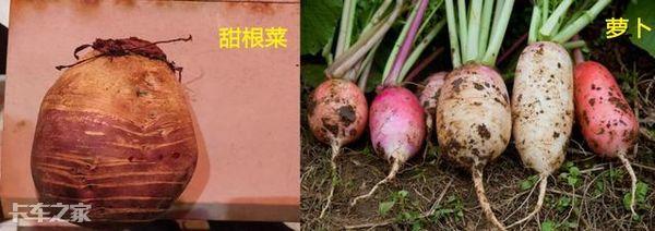 菠萝蜜和榴莲的区别，榴莲和菠萝蜜的区别（这5种农产品常被误认为是绿通）