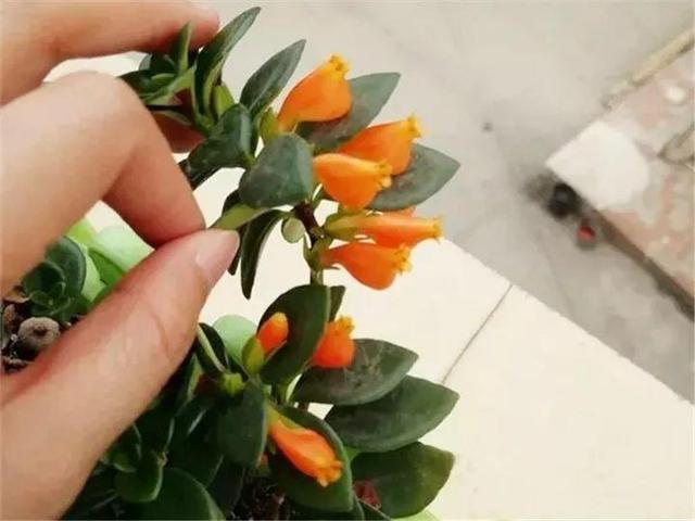 金鱼吊兰怎么养才开花，1年四季都能开花