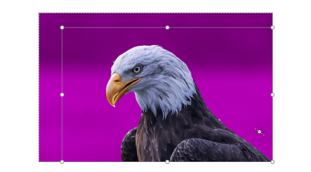 ppt常用尺寸大小，ppt尺寸大小一般是多少（PPT里的那些好用的“自定义”功能）