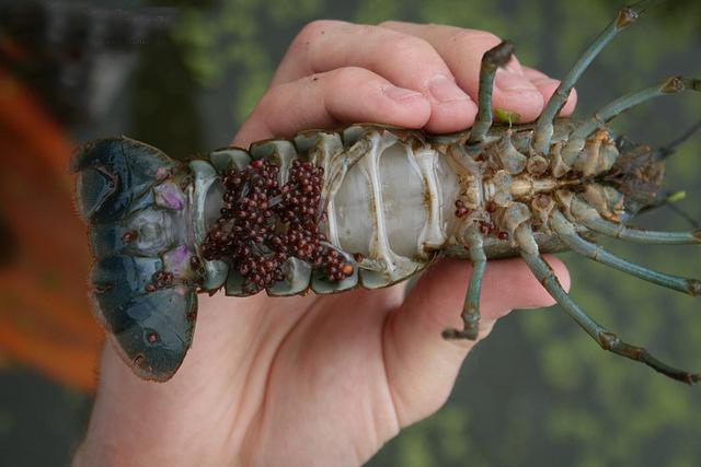 澳洲大龙虾图片，清蒸澳洲大龙虾的做法（澳洲大龙虾被引入中国）