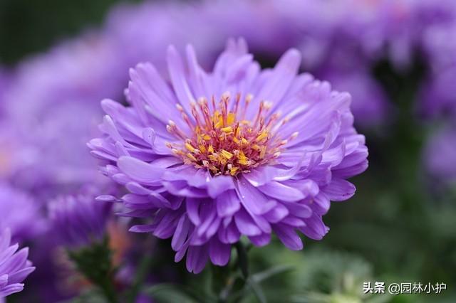 菊花是什么意思，菊花的意思和含义是什么（不同品种的菊花花语）