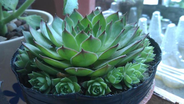 观音莲的养殖方法和注意事项，观音莲的养殖方法和注意事项 新闻（观音莲盆栽这么养）