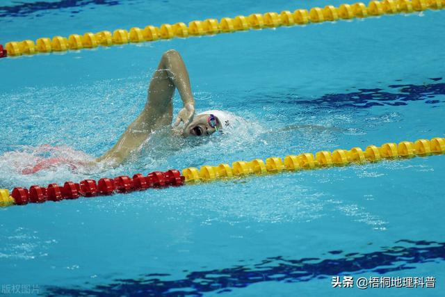 一对游泳的鱼，盘点游速最快的十种鱼（一条水里游泳的鱼）