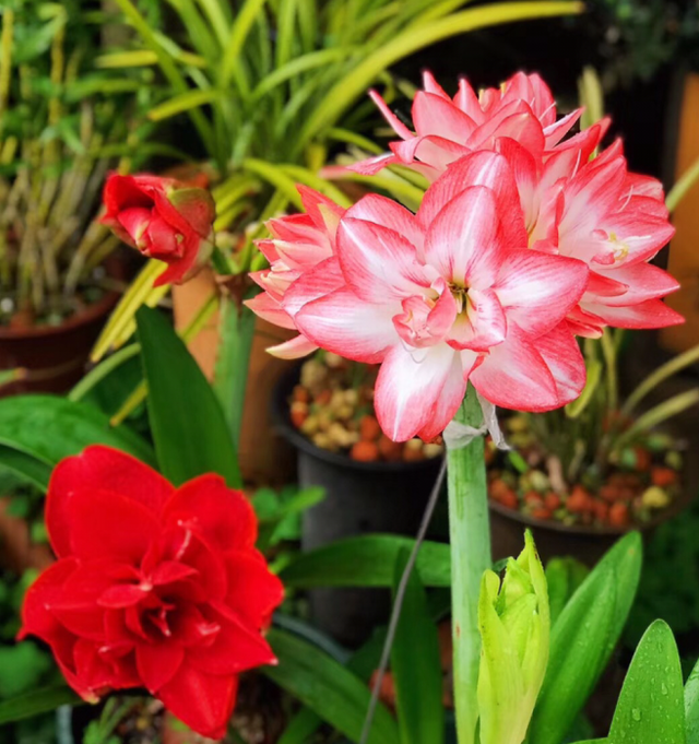 水培郁金香，买花也要看季节（水培郁金香种球怎么种植）