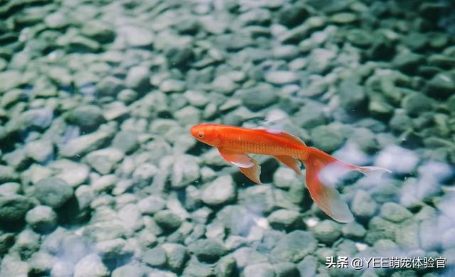 火龙鱼怎么养，火龙鱼怎么养视频（有故事的观赏鱼）