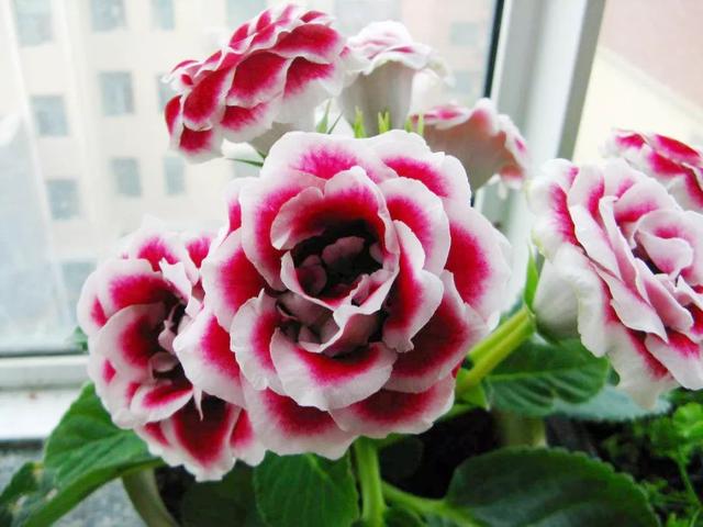 地不容的繁殖方法，地不容的繁殖栽培（试试哪一种方法更容易成功栽种在阳台上）