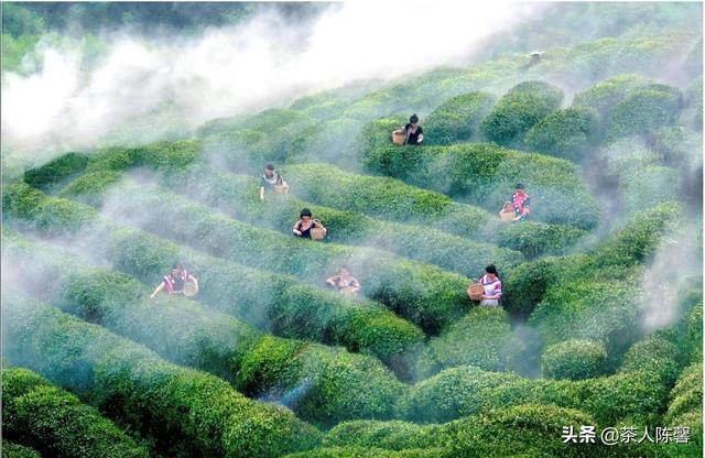 都匀毛尖茶简介，都匀毛尖功效与作用（产茶大省贵州茶代表——你不知道的都匀毛尖）