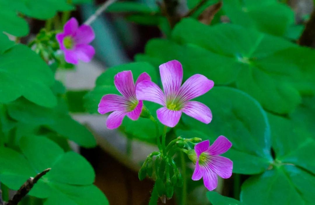 幸运草的花语是什么，幸运草的花叫什么（戴启章散文：幸）