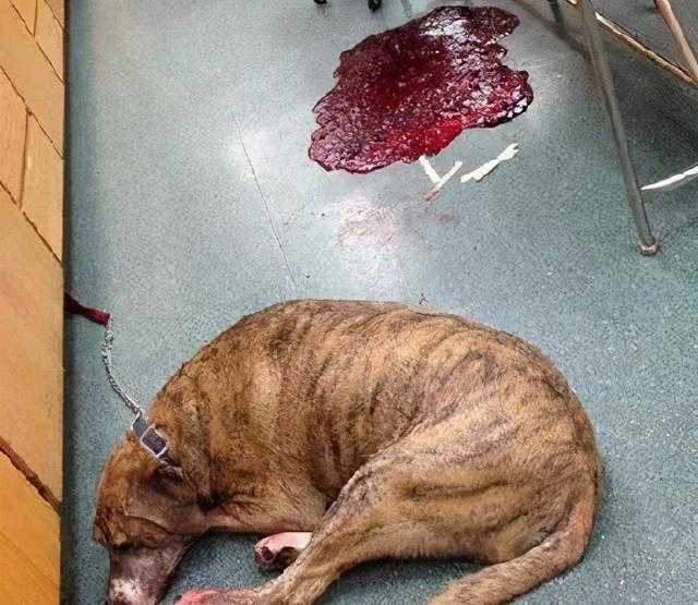 木糖醇的危害，木糖醇的功效与副作用（狗狗偷吃蛋糕后身亡）