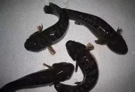 请问清炸小扒皮鱼的做法，炸小剥皮鱼的做法大全（今后再也不怕不认识海鲜了）