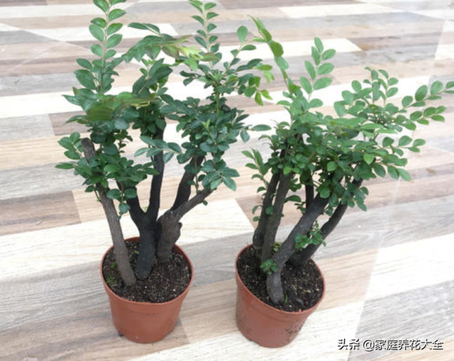 小叶紫檀盆景图片，小叶紫檀盆景养护技巧（盆景首选小叶紫檀）