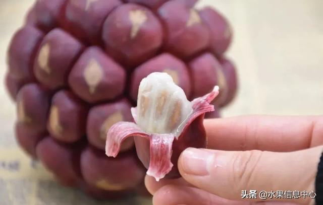 醋柳果的功效与作用，醋柳果的功效与作用及禁忌（国内有哪些小众特色水果）