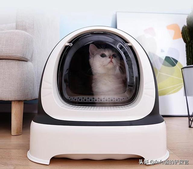 猫眼睛上面的毛稀疏是为什么，为什么猫眼睛上面的毛很少（为什么我家猫咪眼睛上面像是秃了一样）