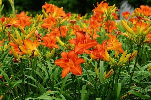 农村这种黄花菜，常见黄花菜（在农村遍地可见的一种野菜）