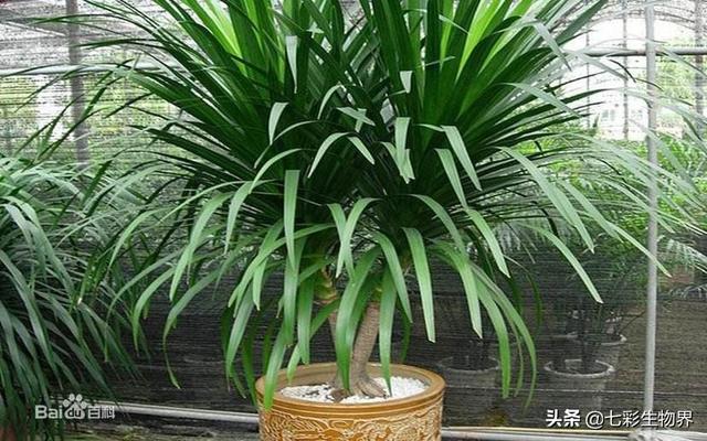 龙须树怎么扦插，龙须树怎样分成多头（龙须树室内养植的技巧及繁殖）