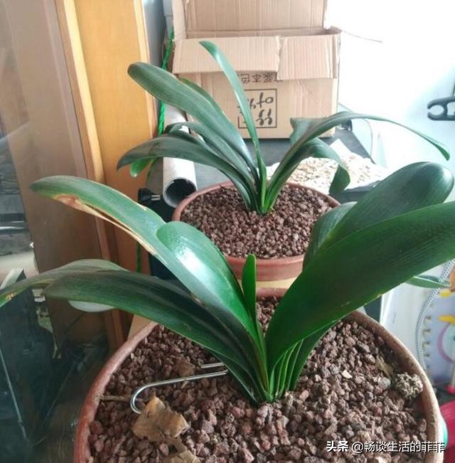 君子兰换土能用旧土吗，用君子兰专用土给君子兰换土可以吗（君子兰的换土方法）